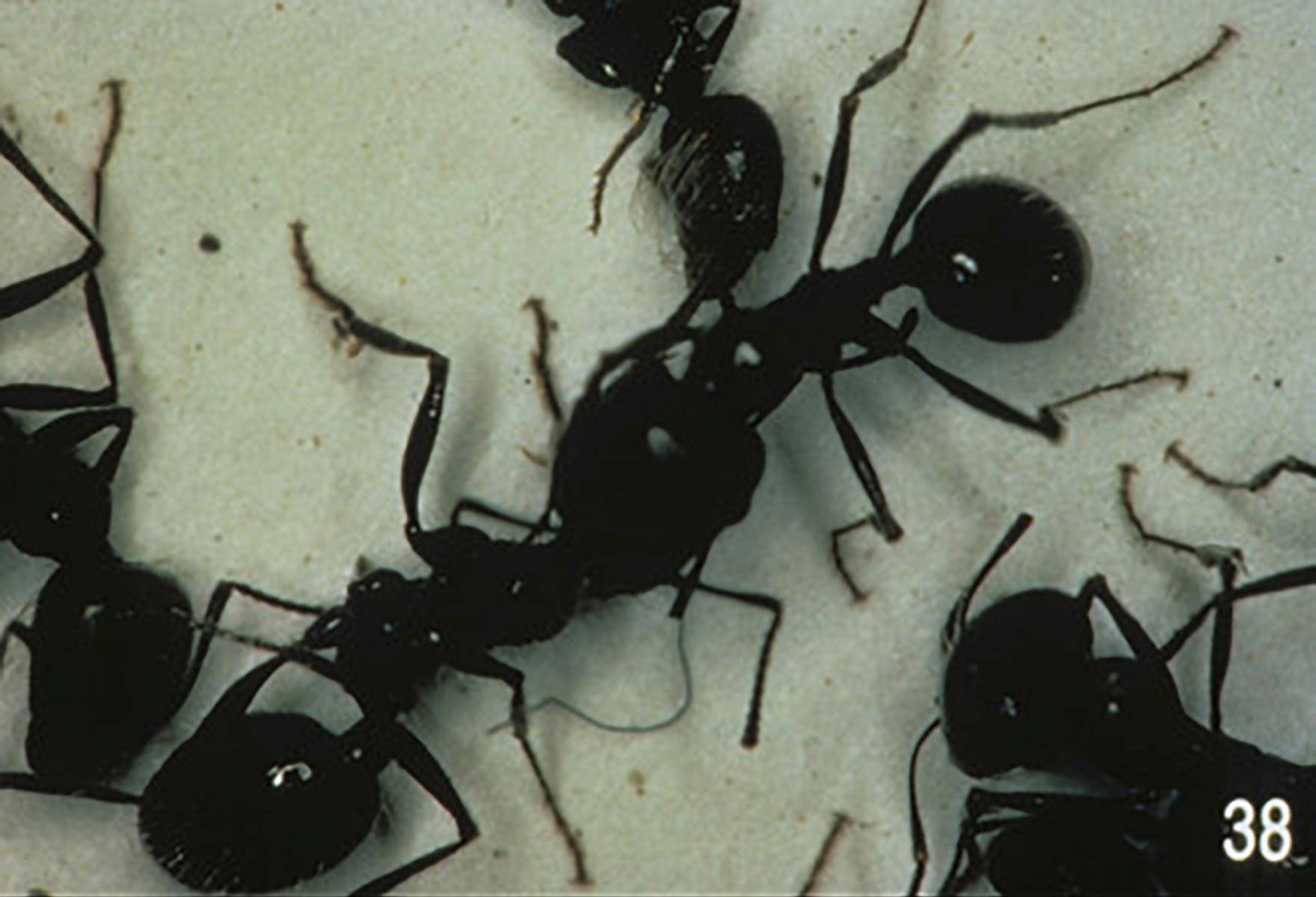 Ameisen - Die Rache der schwarzen Königin