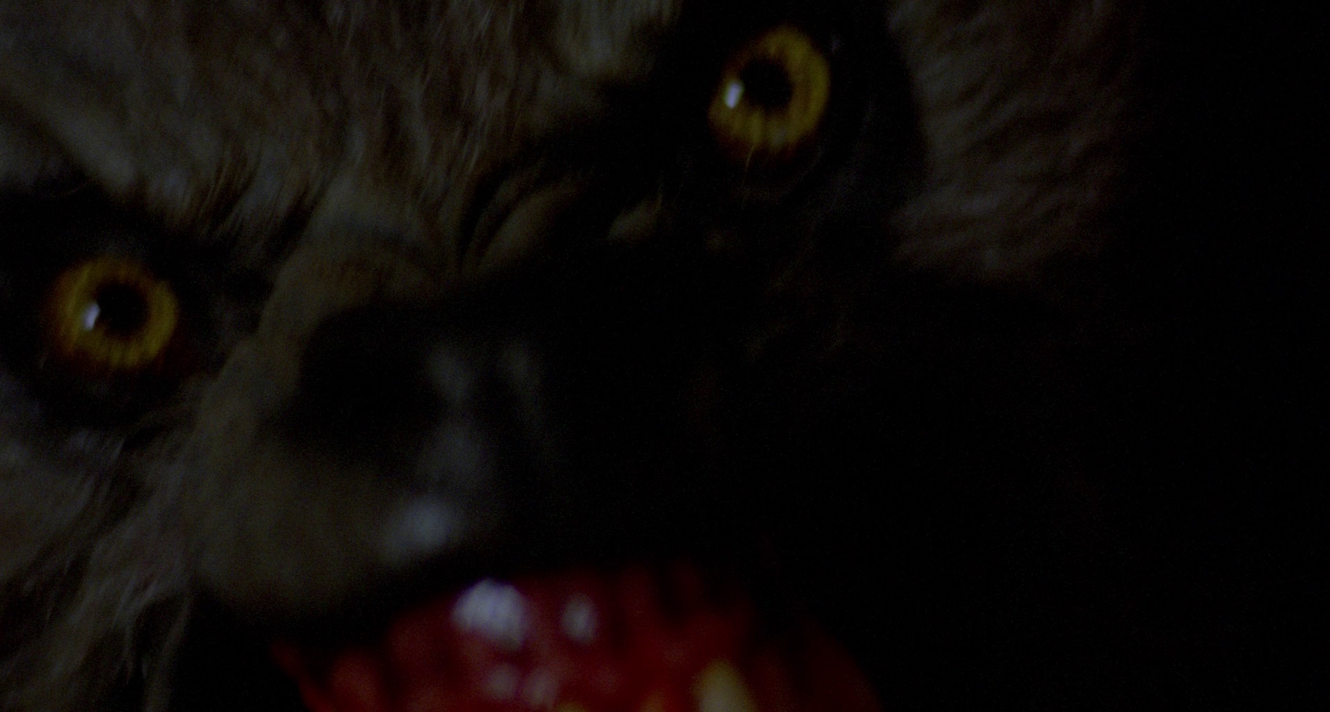 An American Werewolf in London - 2-Blu-ray-Disc-Edition (Woolston Artwork)